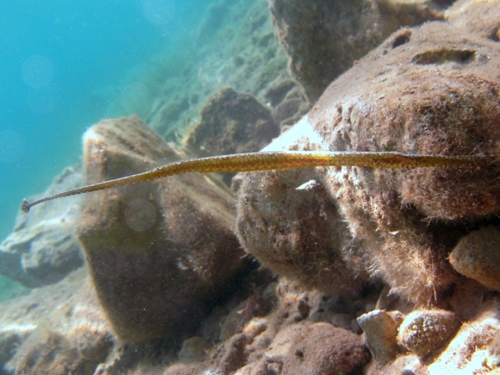 Syngnathus typhle